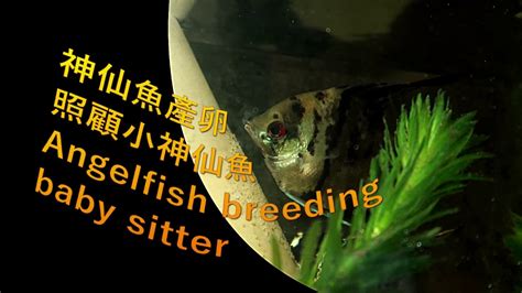 散渙 神仙魚產卵幾天孵化